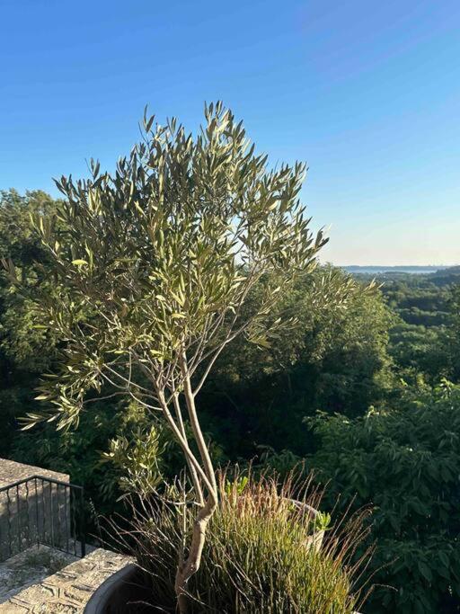 Sous Le « Figuier » Villa Cornillon-Confoux Buitenkant foto
